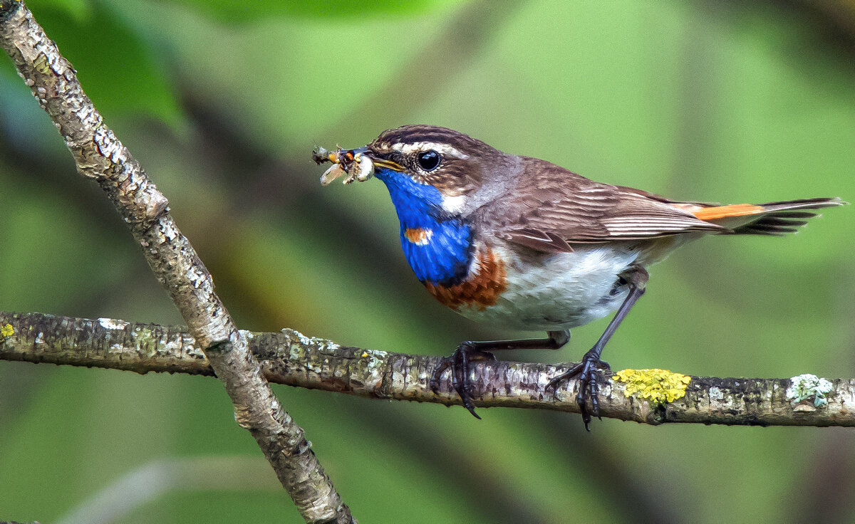 Варакушка. - Владимир Безбородов Варакушка. - Владимир Безбородов