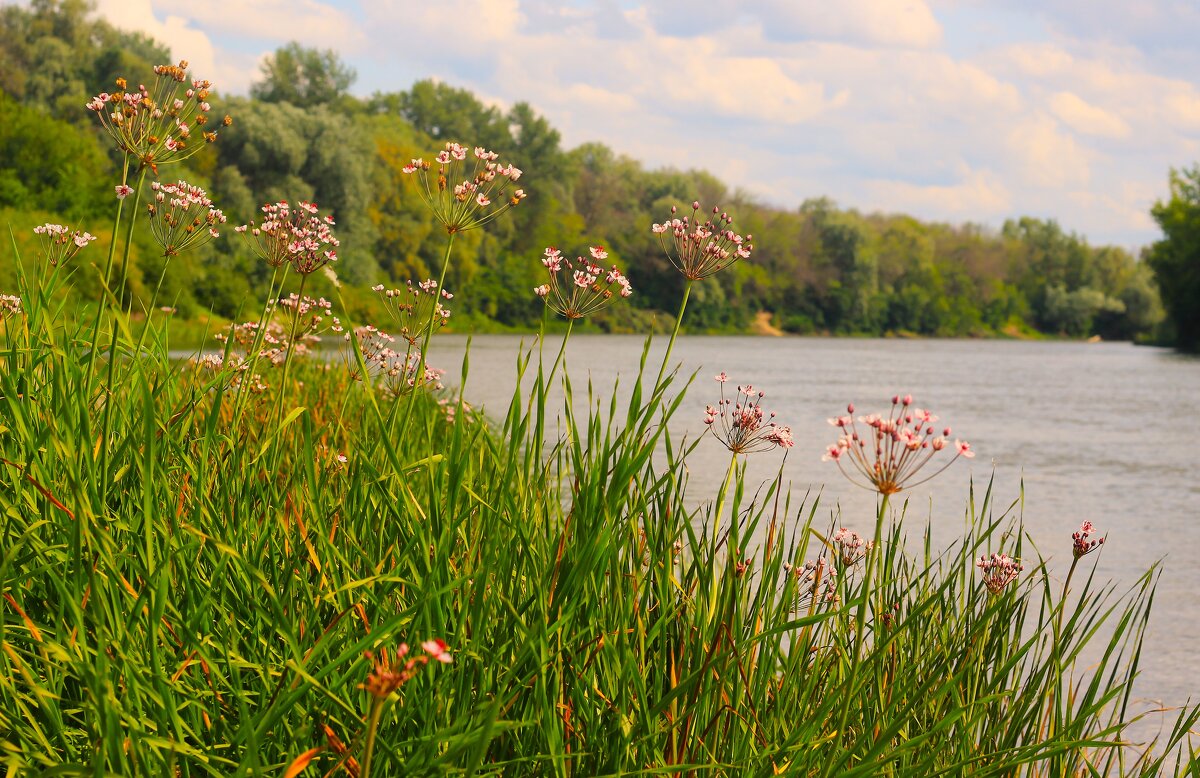 у Хопра) - (Владимир С)