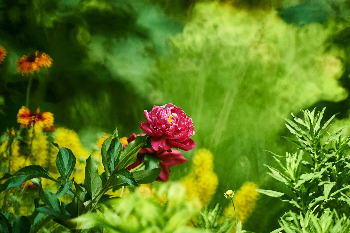 пион - Александр Леонов