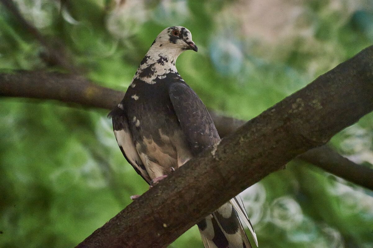 Горлубь на ветке - Александр Леонов