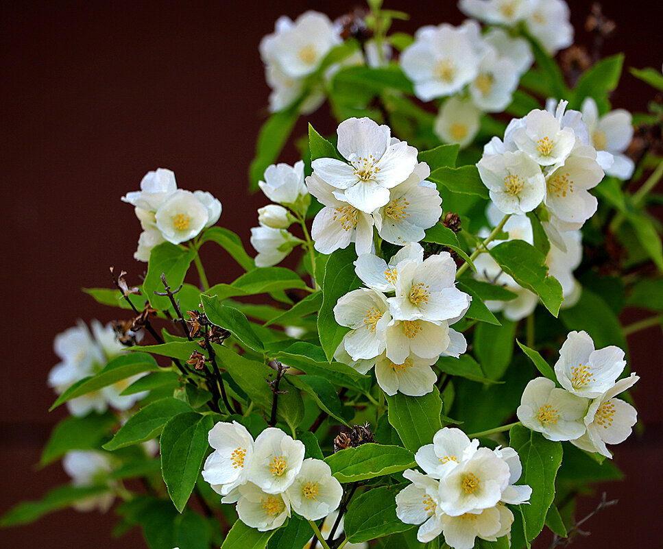 Июнь - чубушник цветёт - Светлана Июнь - чубушник цветёт - Светлана