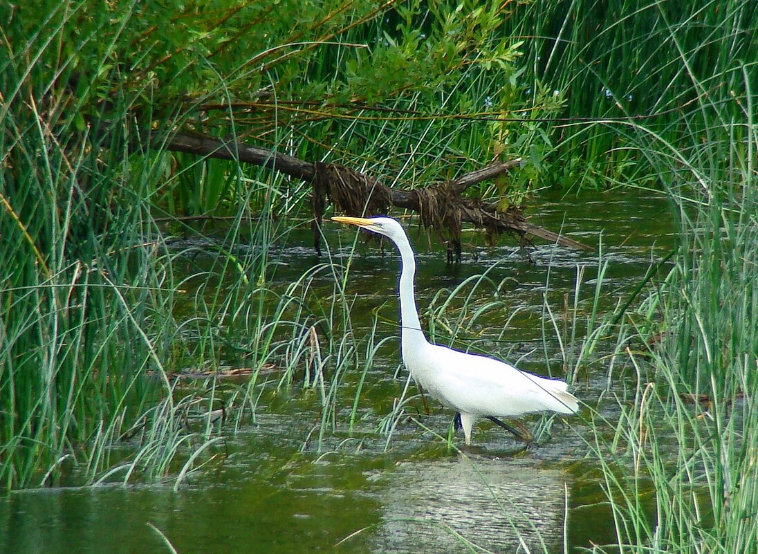 большая белая цапля - gawrilа - dan большая белая цапля - gawrilа - dan