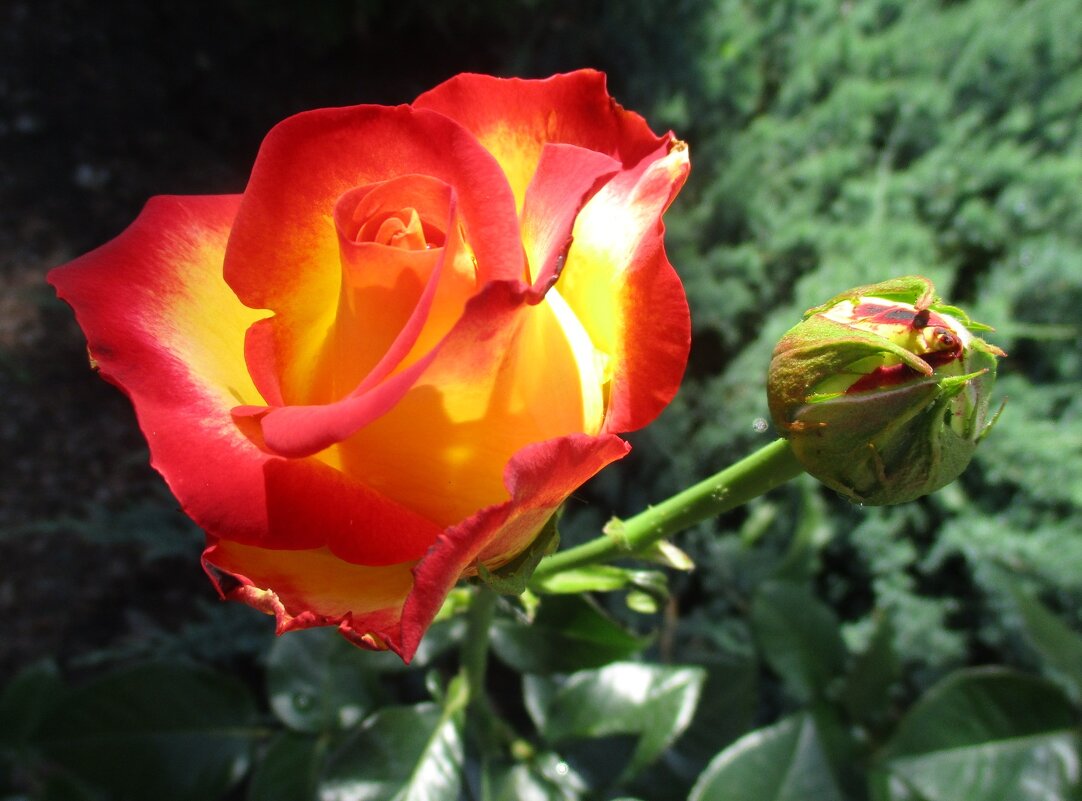 Роза - Татьяна Иваненкова