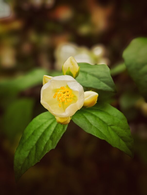 Чубушник - Алексей Архипов