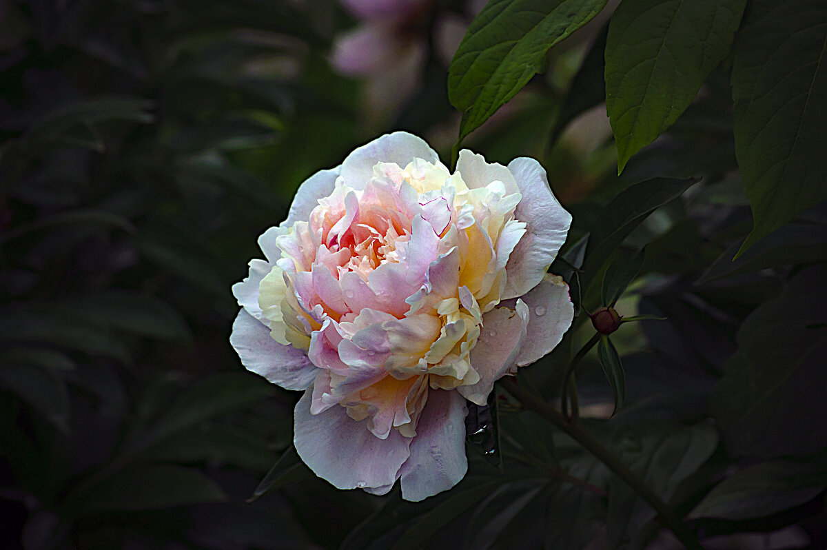 Фотозарисовка пиона - Владимир Кроливец
