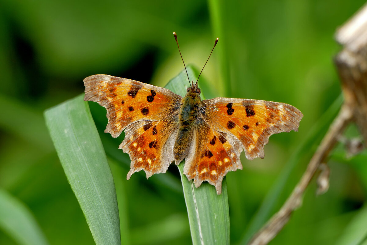 опять про бабочек 33 - Александр Прокудин