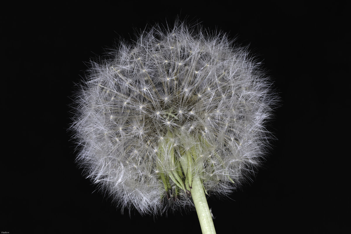 одуванчик толстые щеки - Vlad Krrr одуванчик толстые щеки - Vlad Krrr