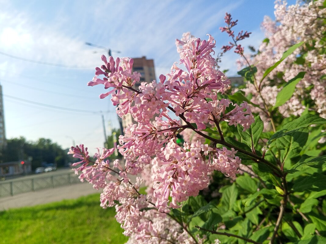 Сирень - Сапсан 