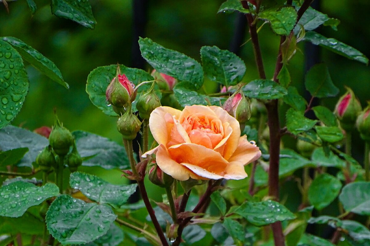 Городские цветы - Милешкин Владимир Алексеевич 