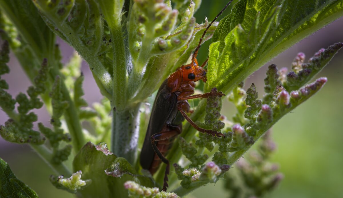 Мягкотелка, он же пожарник. - Вадим Басов Мягкотелка, он же пожарник. - Вадим Басов