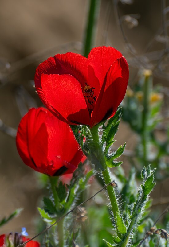 Мак рогатый - Игорь Сикорский