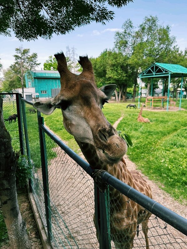 Жираф...смеется - Георгиевич 