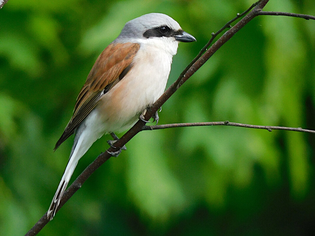 Жулан - Лина 