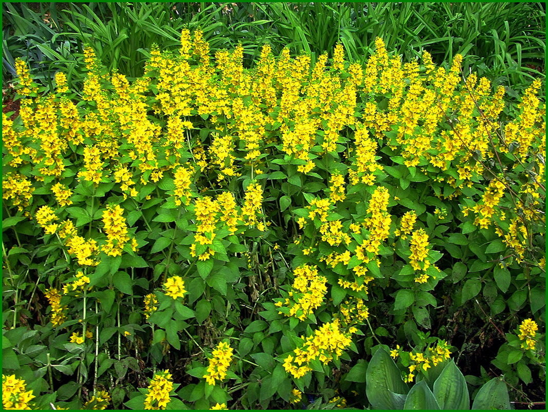 Вербейник - Ольга Довженко