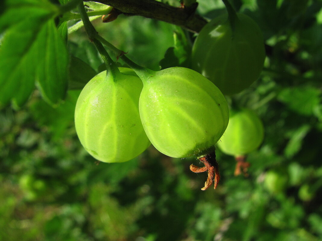 Крыжовник подрастает - Людмила Смородинская