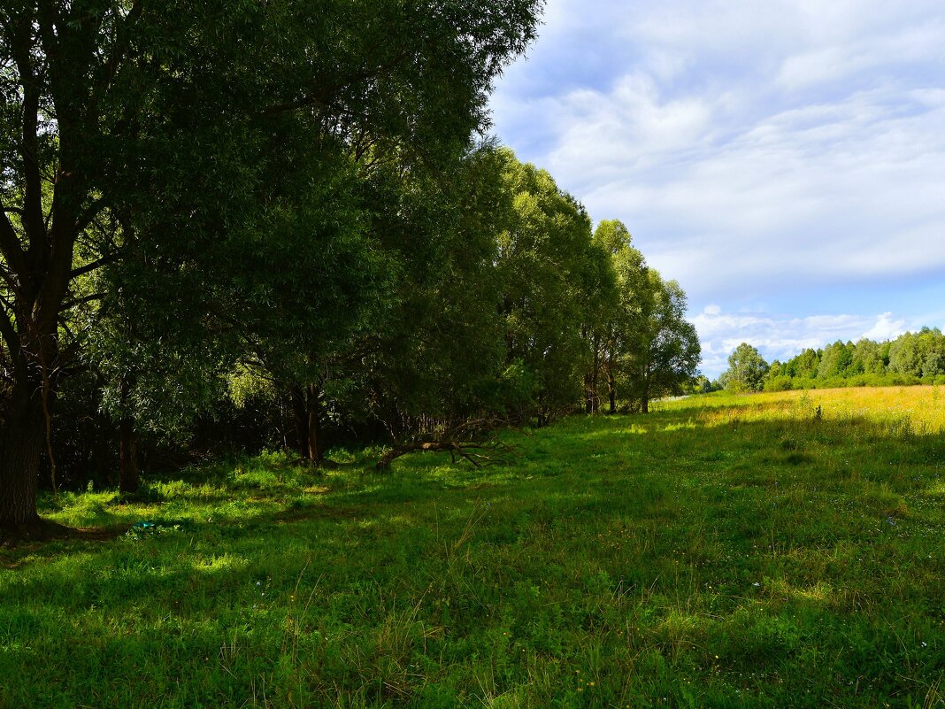 Ядрин. Опушка пойменного леса реки Суры в восточных окрестностях города. - Пётр Чернега Ядрин. Опушка пойменного леса реки Суры в восточных окрестностях города. - Пётр Чернега