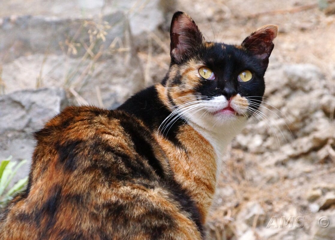 !!!! - kolyeretka !!!! - kolyeretka