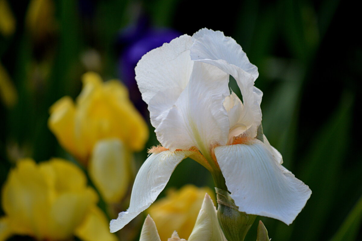 Ириски цветут - Татьяна Лютаева Ириски цветут - Татьяна Лютаева