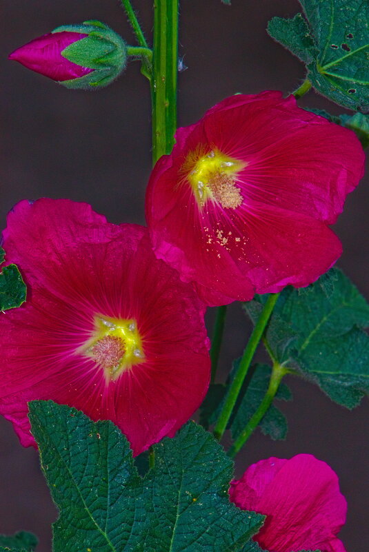 Мальва - Giant Tao /