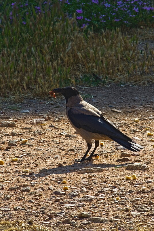 Вкусняшка - Giant Tao /