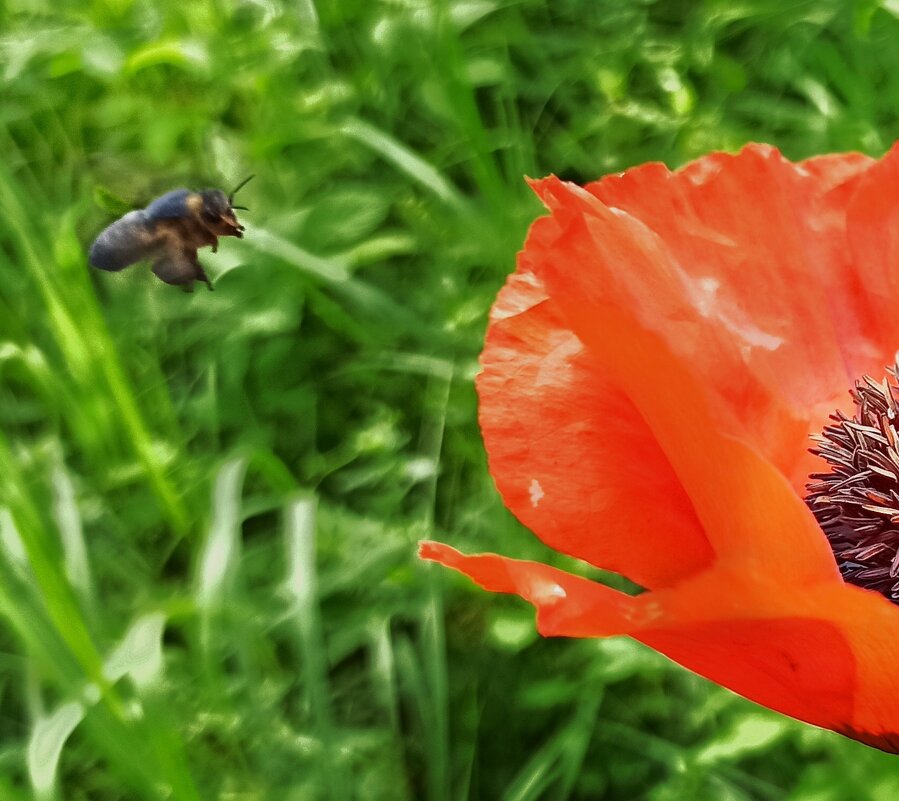 Соскучились! - veilins veilins Соскучились! - veilins veilins