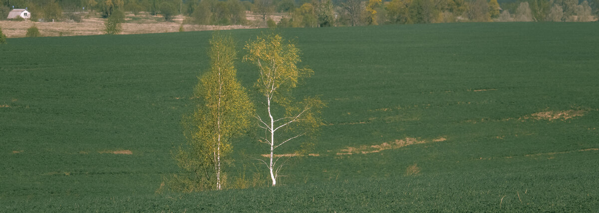 Перед Токарёво - Sergei Vikulov Перед Токарёво - Sergei Vikulov