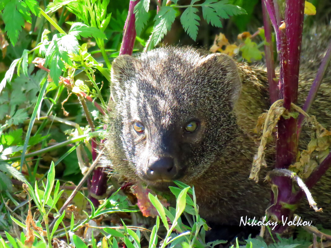 Мангуст на охоте. - Николай Волков