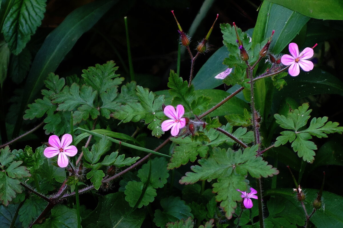 Герань Роберта - Рита Симонова