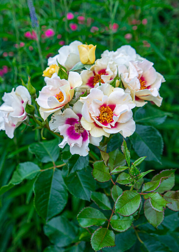 Цветы - Sergej Цветы - Sergej