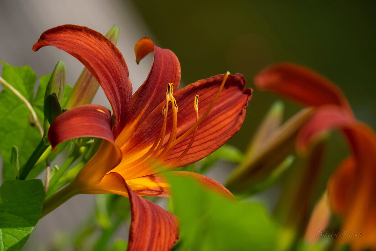 Про лилейник... - Николай Гирш