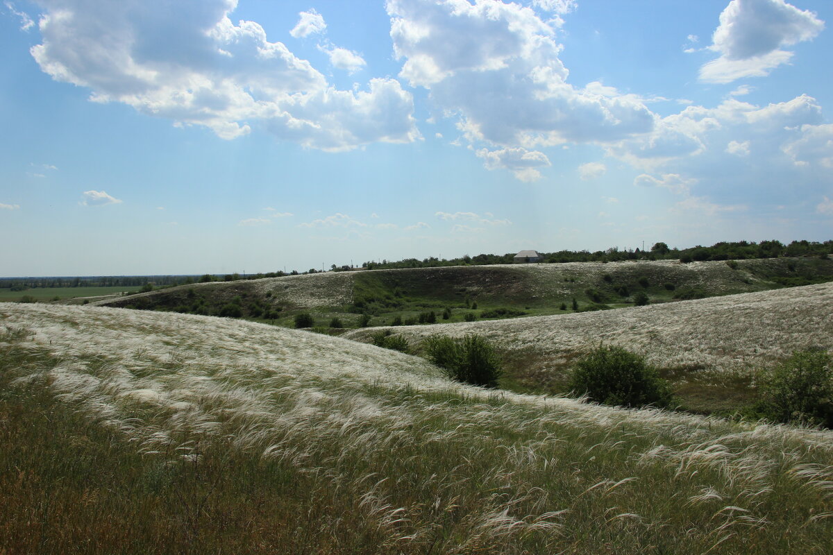 Ковыль. - Виктор 