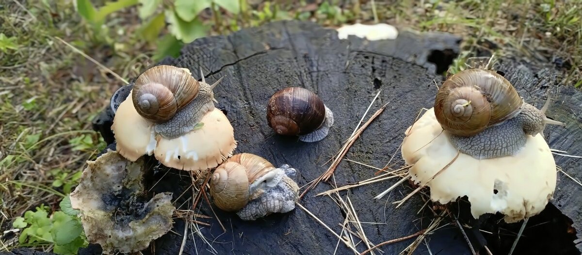 Улитки - Михаил Столяров