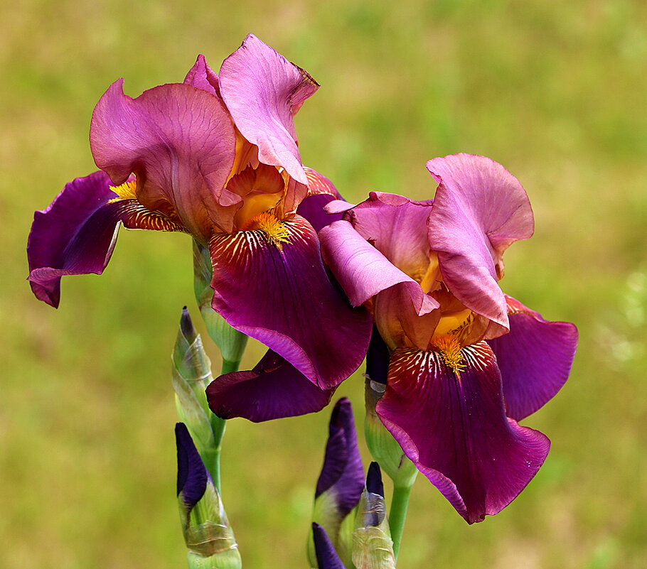 10 июня - всё ещё ирисы! - Светлана 10 июня - всё ещё ирисы! - Светлана