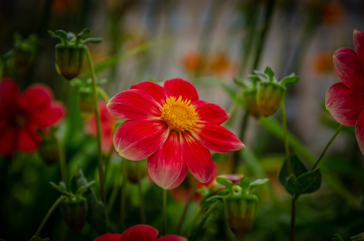 Макро - Александр Бочериков