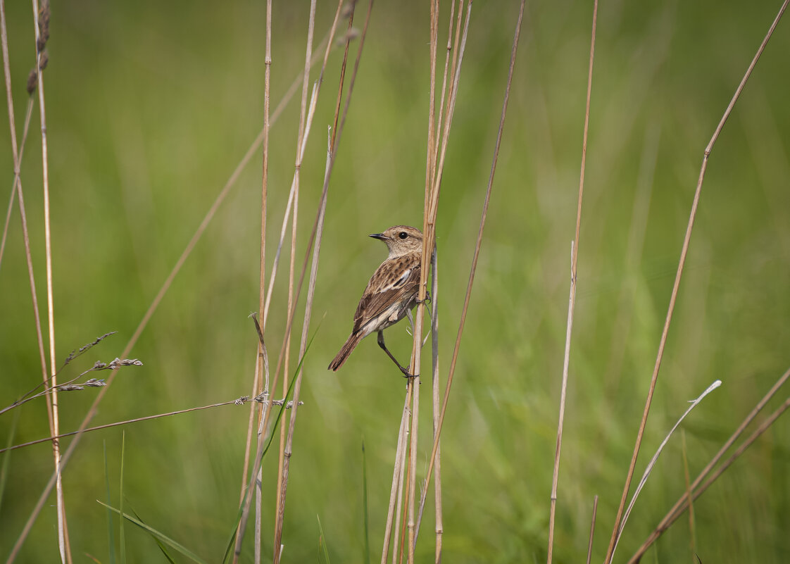 Сибирский черноголовый чекан(дама). - Вадим Басов