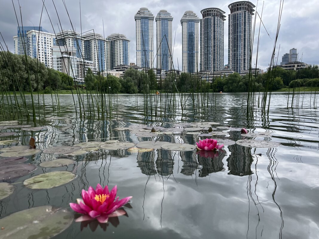 Кувшинки - Александр Конов