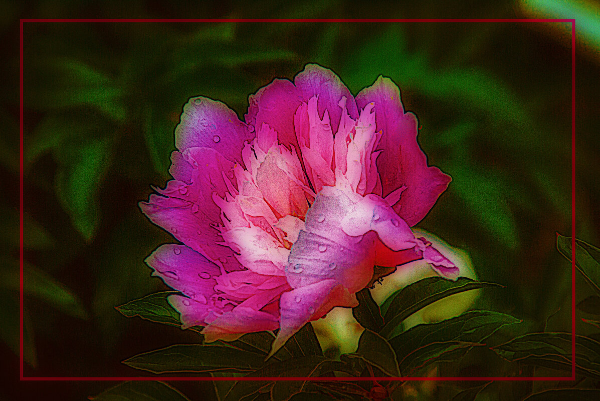 Фотоэтюд с пионом - Владимир Кроливец