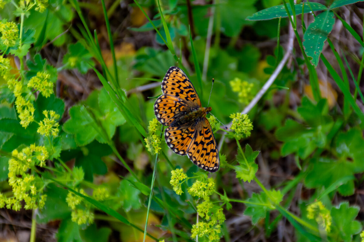 Бабочка - Владимир VS
