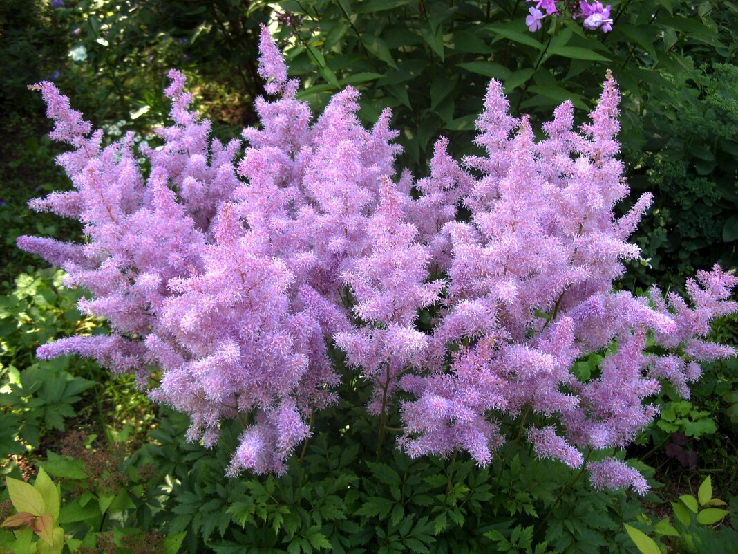 Астильба. - Ирина ***