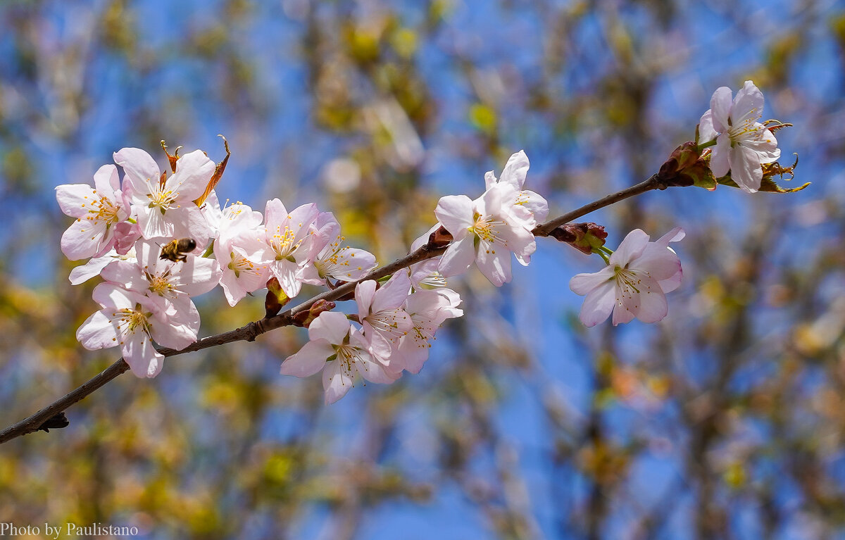 Цветущий апрель... - Владимир Жданов Цветущий апрель... - Владимир Жданов