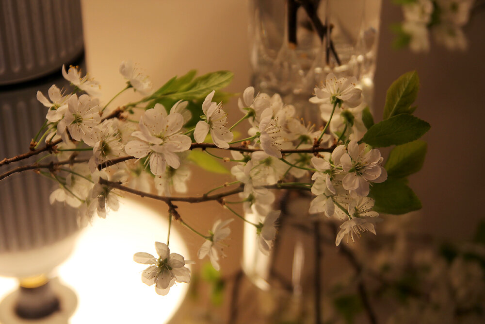 Вишня - Victoria 