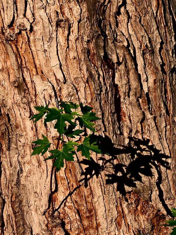 Летние этюды 33 - Алексей Кузнецов