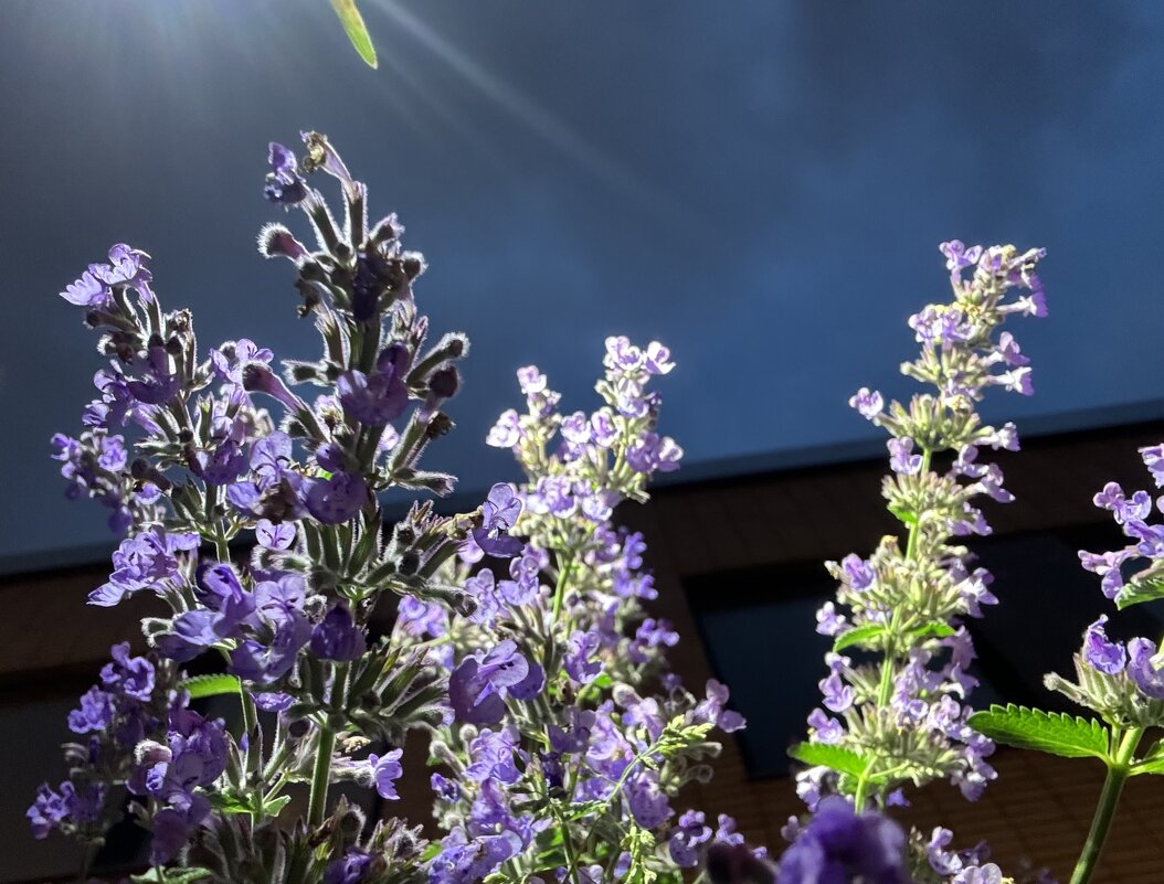 Ночные дождевые ✌️ - Анна Камс