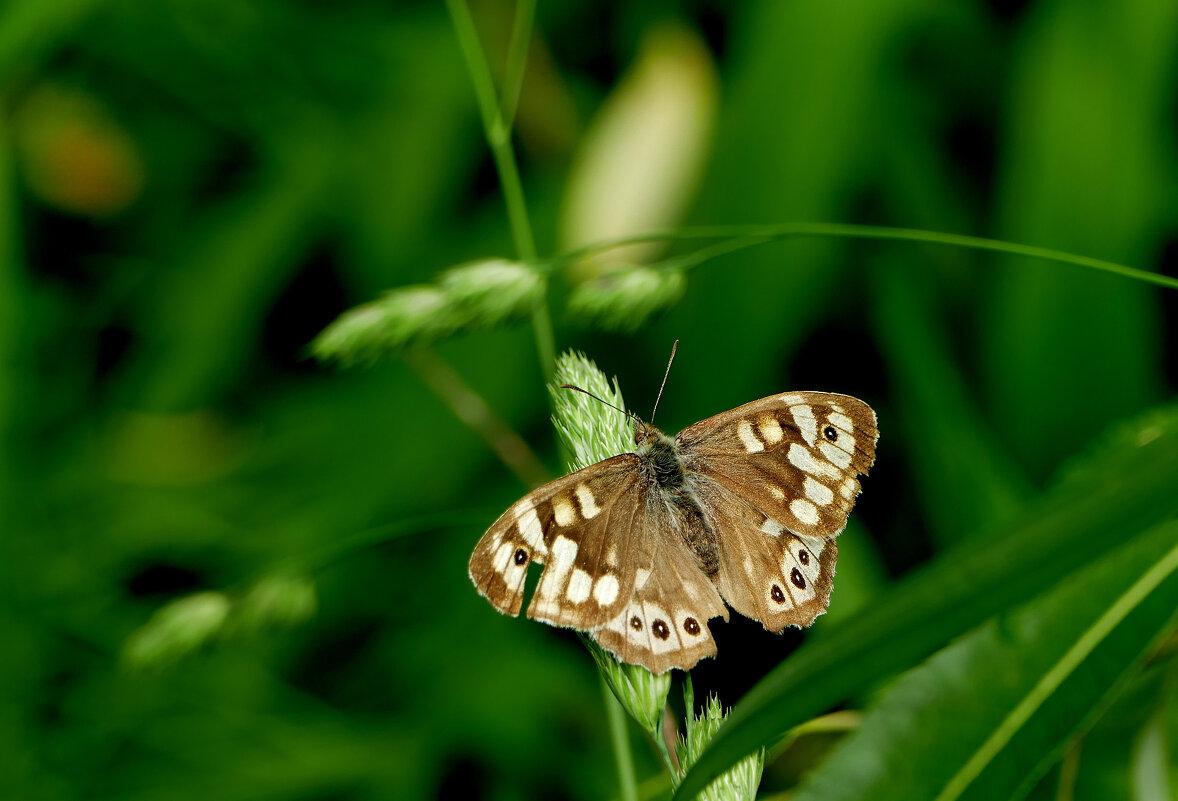 опять про бабочек 37 - Александр Прокудин