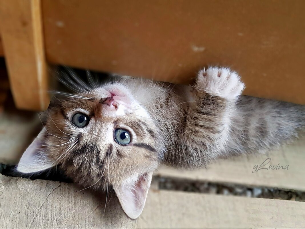 Кузька_домовенок. - Галина Левина