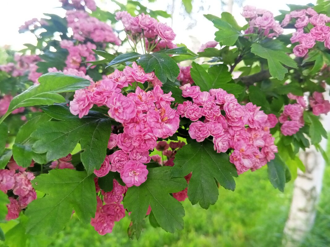 Боярышник - Сапсан 