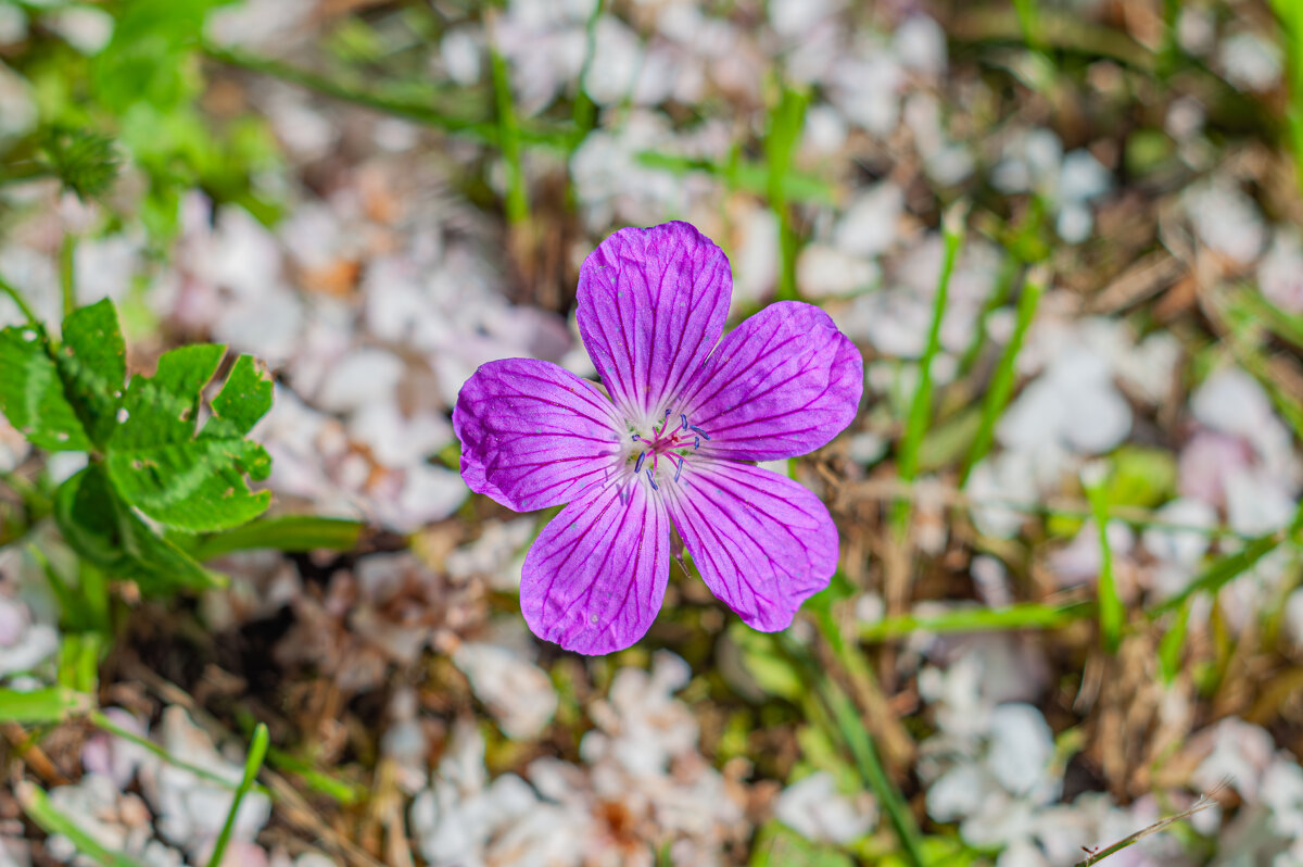 Дачная красота - Александр Филатов