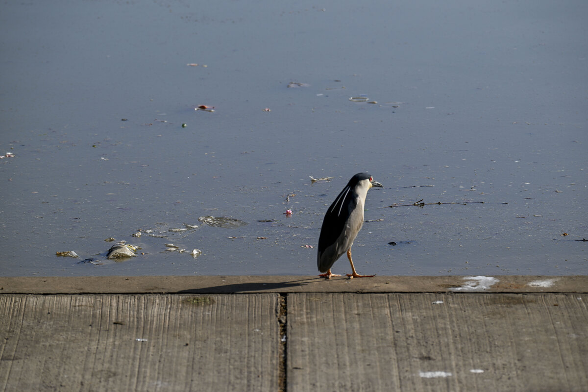 всё меньше окружающей природы,всё больше окруж.среды - Осень 