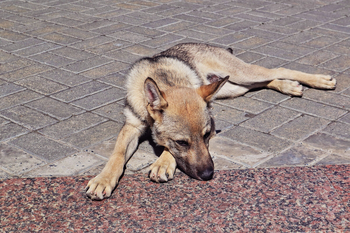 Июнь...Собачья грусть! - Владимир 