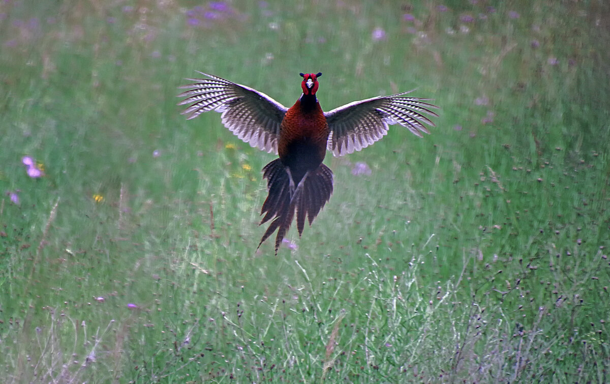 Фазан в траве - Андроник Александр 